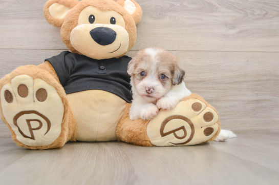 Havapoo Puppy for Adoption