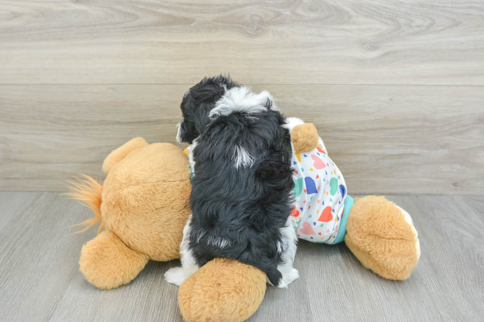 Funny Havapoo Poodle Mix Pup