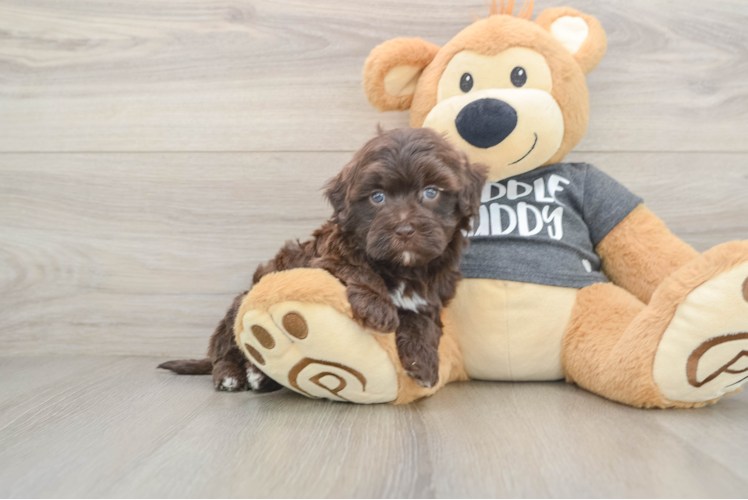 Popular Havapoo Poodle Mix Pup