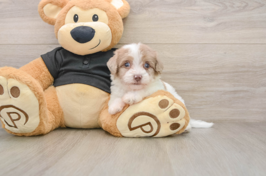 Best Havapoo Baby
