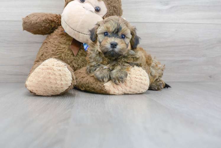 Hypoallergenic Havanese Poodle Mix Puppy