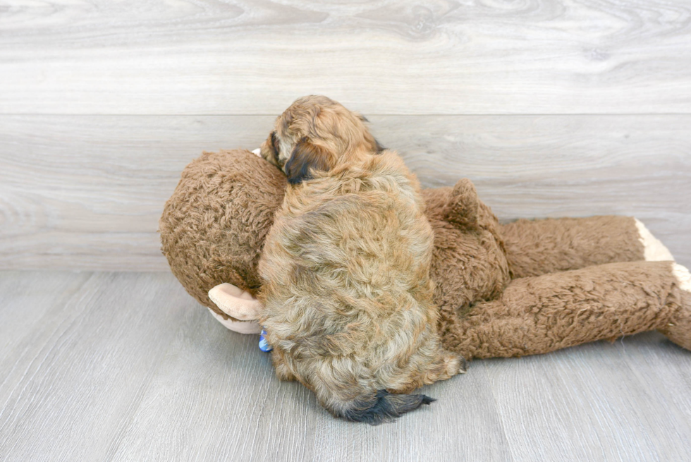 Popular Havapoo Poodle Mix Pup