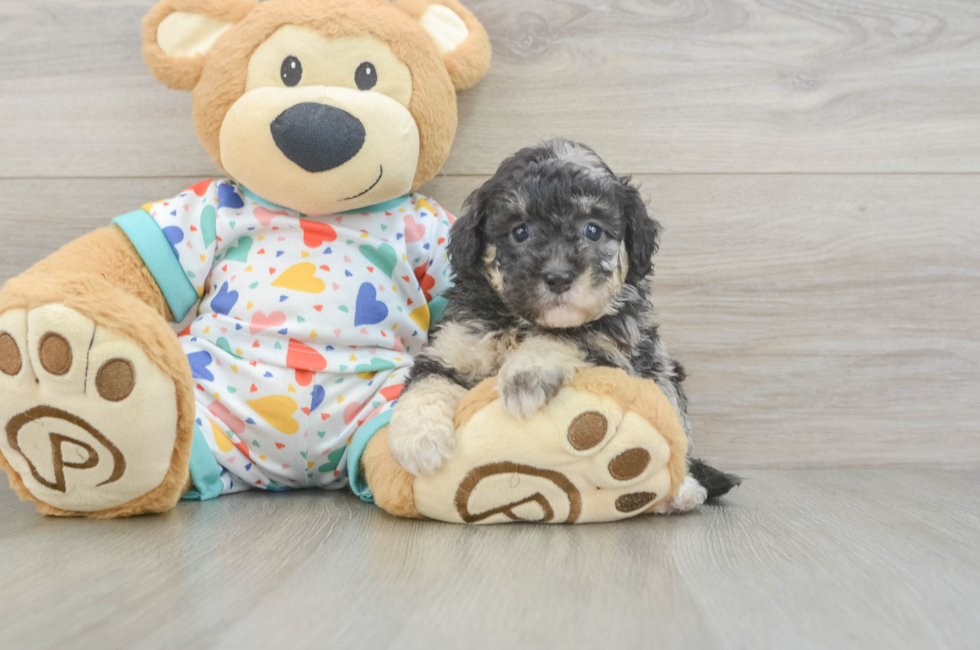 6 week old Havapoo Puppy For Sale - Premier Pups