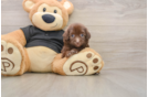 Best Havapoo Baby