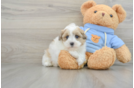 Playful Havadoodle Poodle Mix Puppy