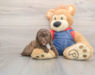 7 week old Havapoo Puppy For Sale - Premier Pups
