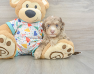 8 week old Havapoo Puppy For Sale - Premier Pups