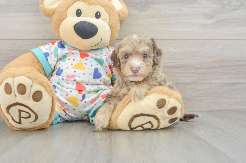 6 week old Havapoo Puppy For Sale - Premier Pups