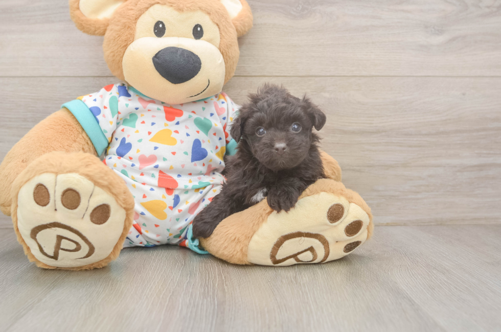 5 week old Havapoo Puppy For Sale - Premier Pups