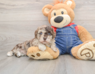 8 week old Havapoo Puppy For Sale - Premier Pups