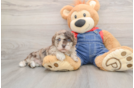 Havapoo Puppy for Adoption