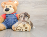 8 week old Havapoo Puppy For Sale - Premier Pups