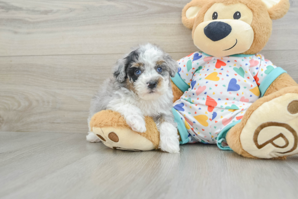 Funny Havapoo Poodle Mix Pup