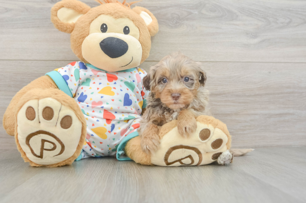 6 week old Havapoo Puppy For Sale - Premier Pups