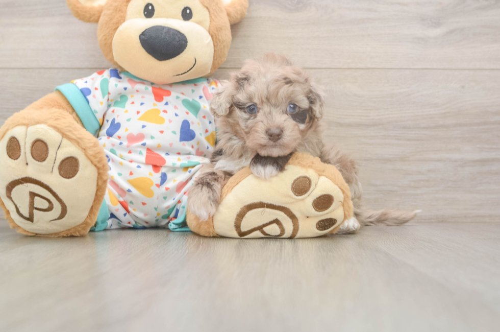 5 week old Havapoo Puppy For Sale - Premier Pups