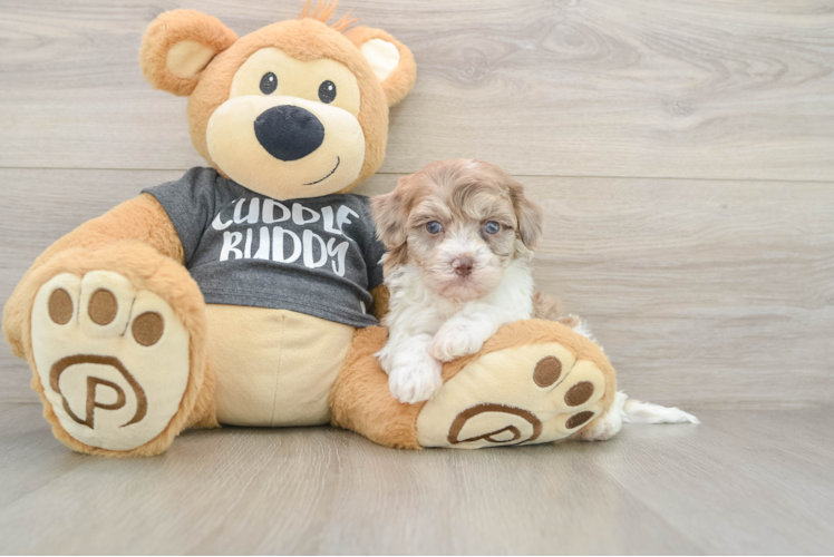 Havapoo Puppy for Adoption