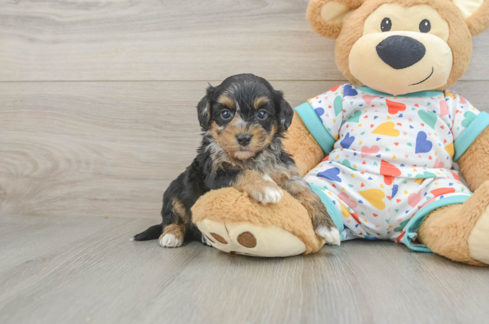 6 week old Havapoo Puppy For Sale - Premier Pups