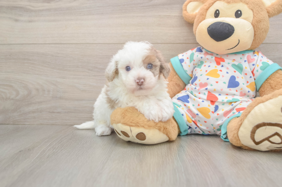 5 week old Havapoo Puppy For Sale - Premier Pups