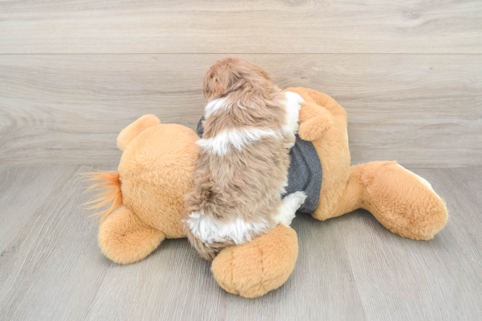 Havapoo Puppy for Adoption