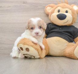 8 week old Havapoo Puppy For Sale - Premier Pups