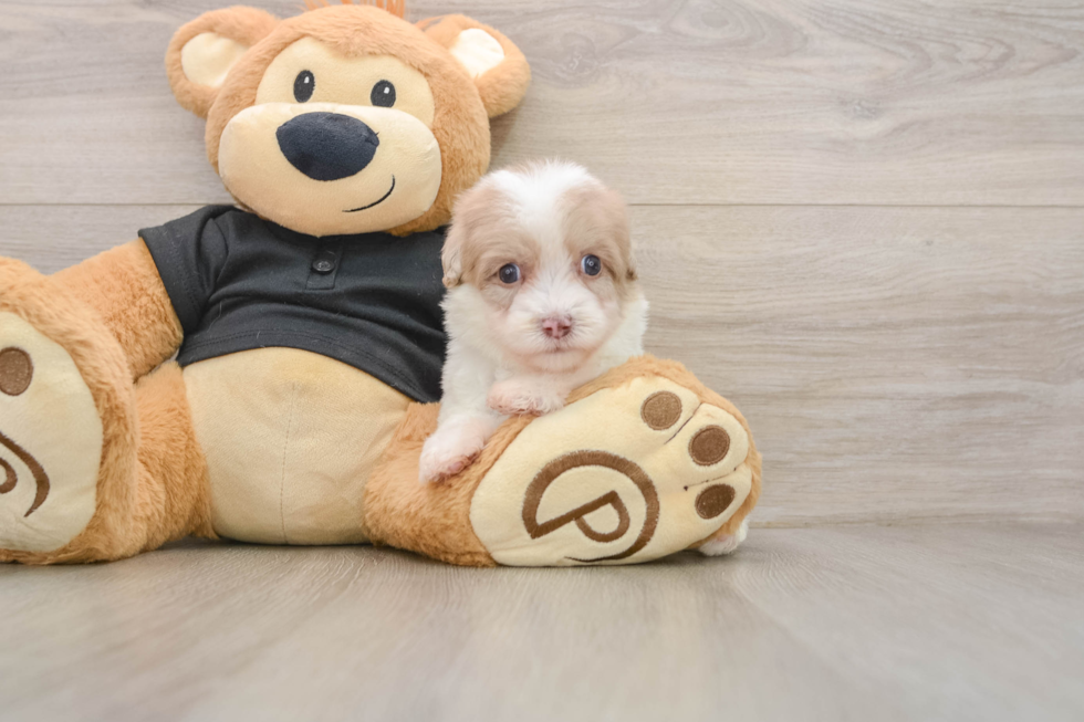 Best Havapoo Baby