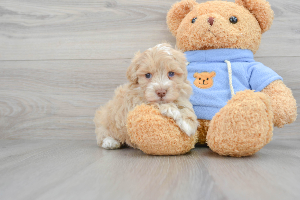 Playful Havadoodle Poodle Mix Puppy