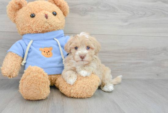 Playful Havadoodle Poodle Mix Puppy