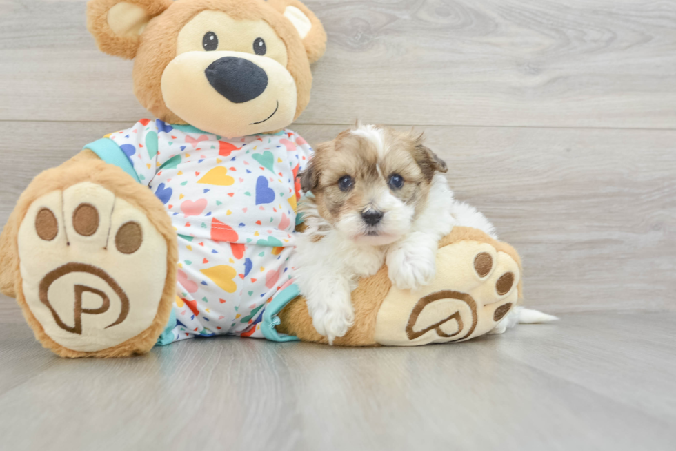 Hypoallergenic Havadoodle Poodle Mix Puppy