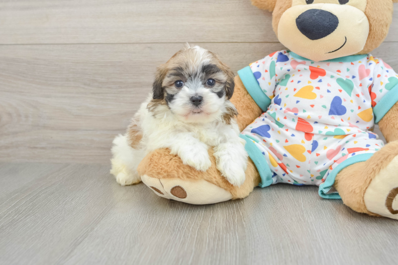 Meet Nacho - our Havapoo Puppy Photo 1/3 - Premier Pups