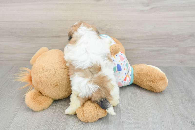 Meet Nacho - our Havapoo Puppy Photo 2/3 - Premier Pups