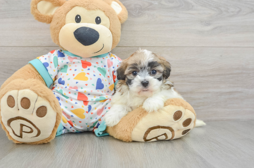 5 week old Havapoo Puppy For Sale - Premier Pups