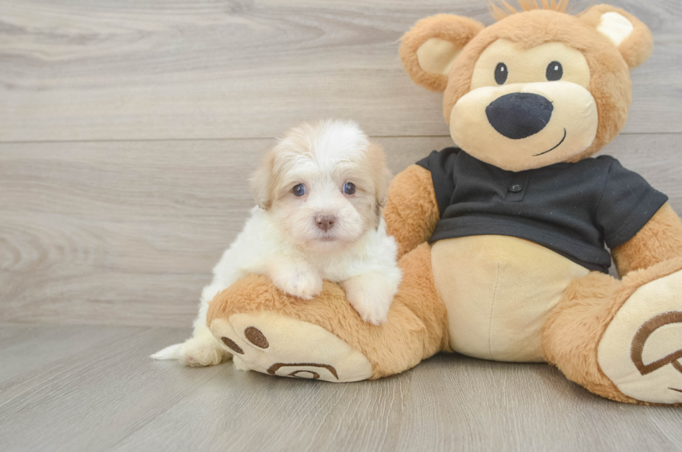 5 week old Havapoo Puppy For Sale - Premier Pups
