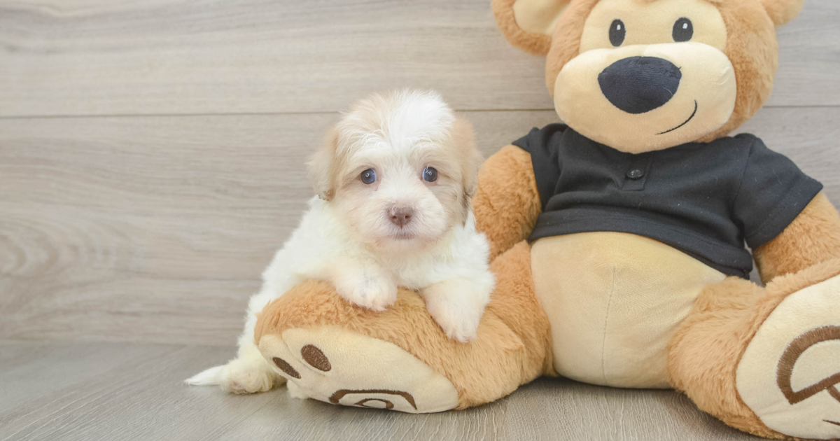Sweet Havapoo Nacho: 3lb 5oz Doodle Puppy
