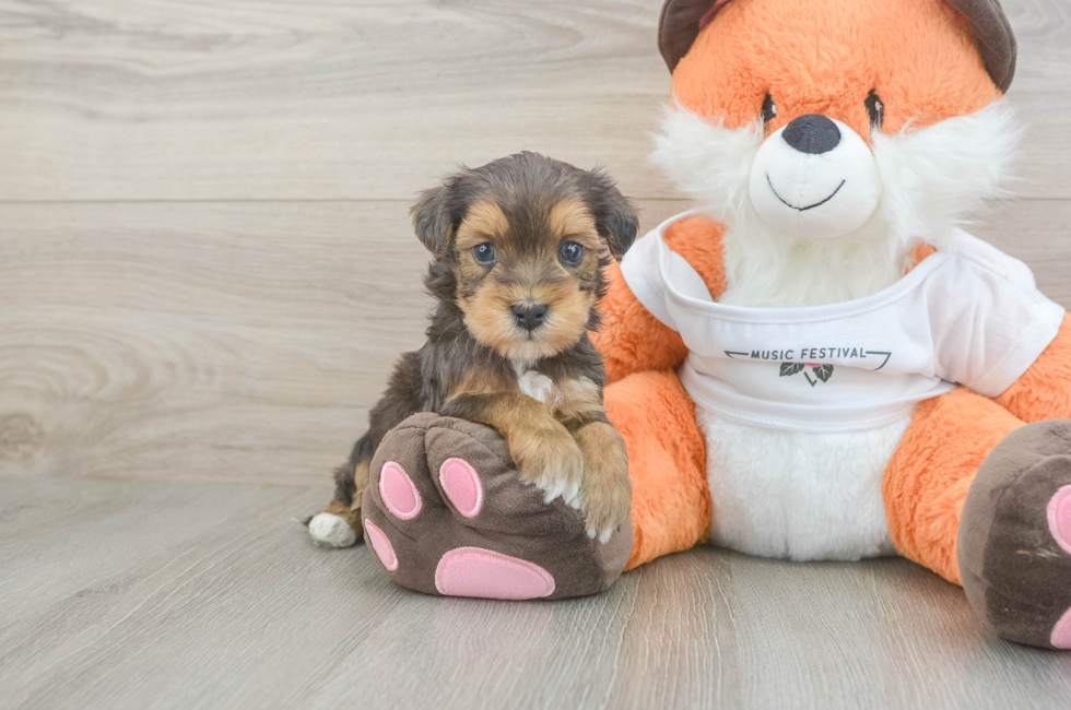 5 week old Havapoo Puppy For Sale - Premier Pups