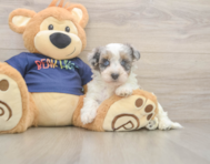 7 week old Havapoo Puppy For Sale - Premier Pups