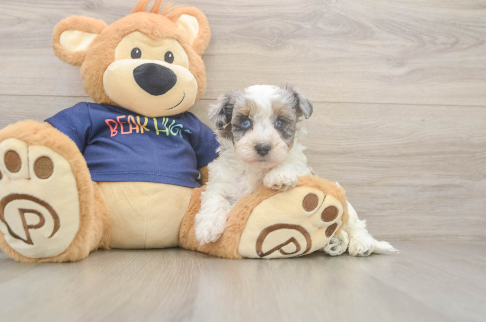 5 week old Havapoo Puppy For Sale - Premier Pups