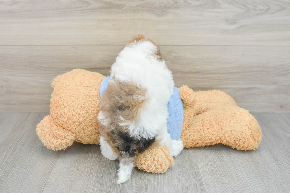 Smart Havapoo Poodle Mix Pup