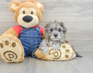 8 week old Havapoo Puppy For Sale - Premier Pups