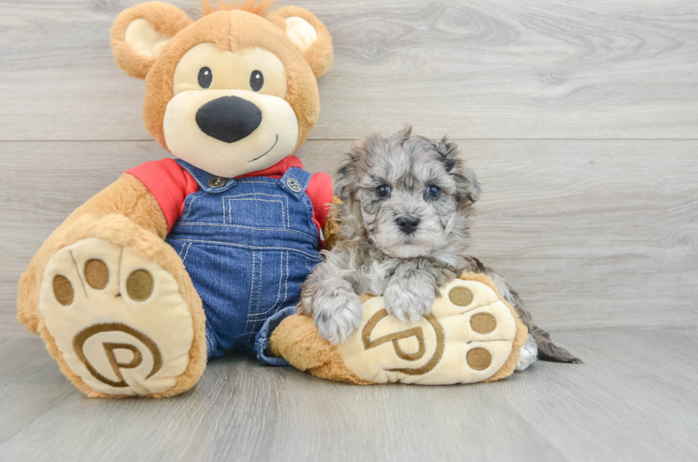 5 week old Havapoo Puppy For Sale - Premier Pups