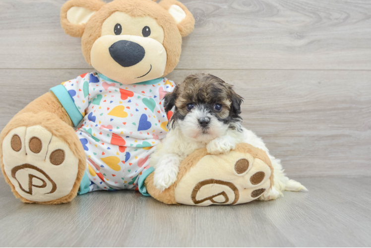 Little Havadoodle Poodle Mix Puppy