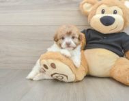 8 week old Havapoo Puppy For Sale - Premier Pups