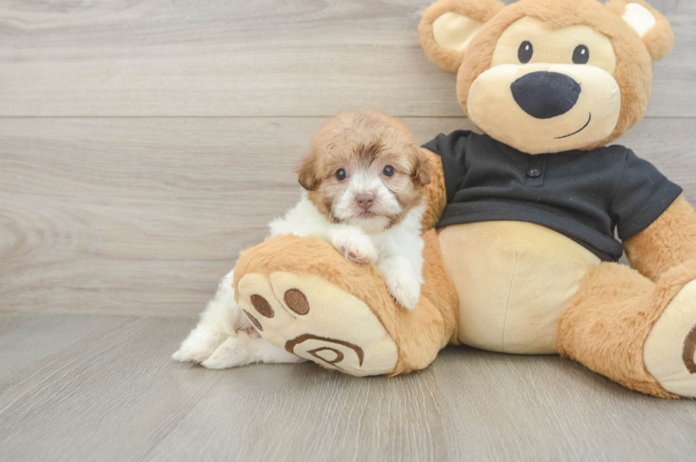 5 week old Havapoo Puppy For Sale - Premier Pups