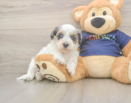7 week old Havapoo Puppy For Sale - Premier Pups