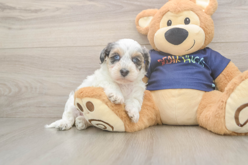 5 week old Havapoo Puppy For Sale - Premier Pups