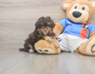 7 week old Havapoo Puppy For Sale - Premier Pups