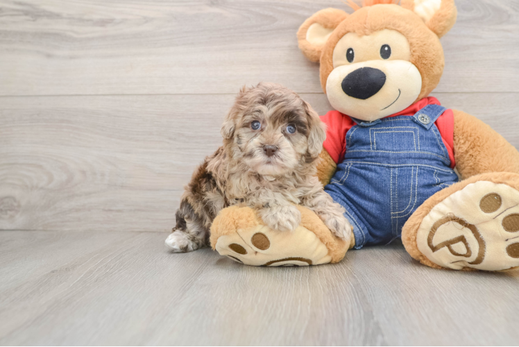 Havapoo Pup Being Cute