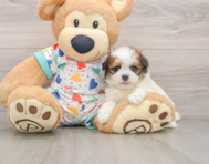 8 week old Havapoo Puppy For Sale - Premier Pups