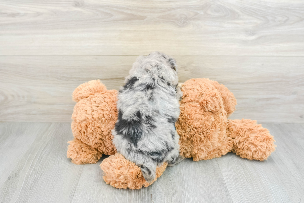 Smart Havapoo Poodle Mix Pup