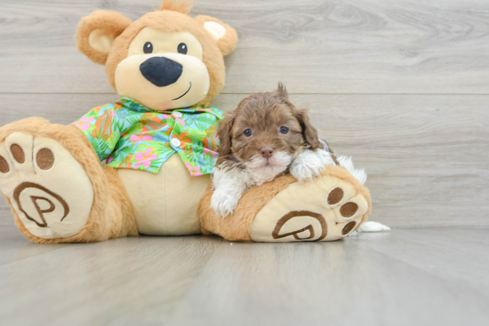 Fluffy Havapoo Poodle Mix Pup