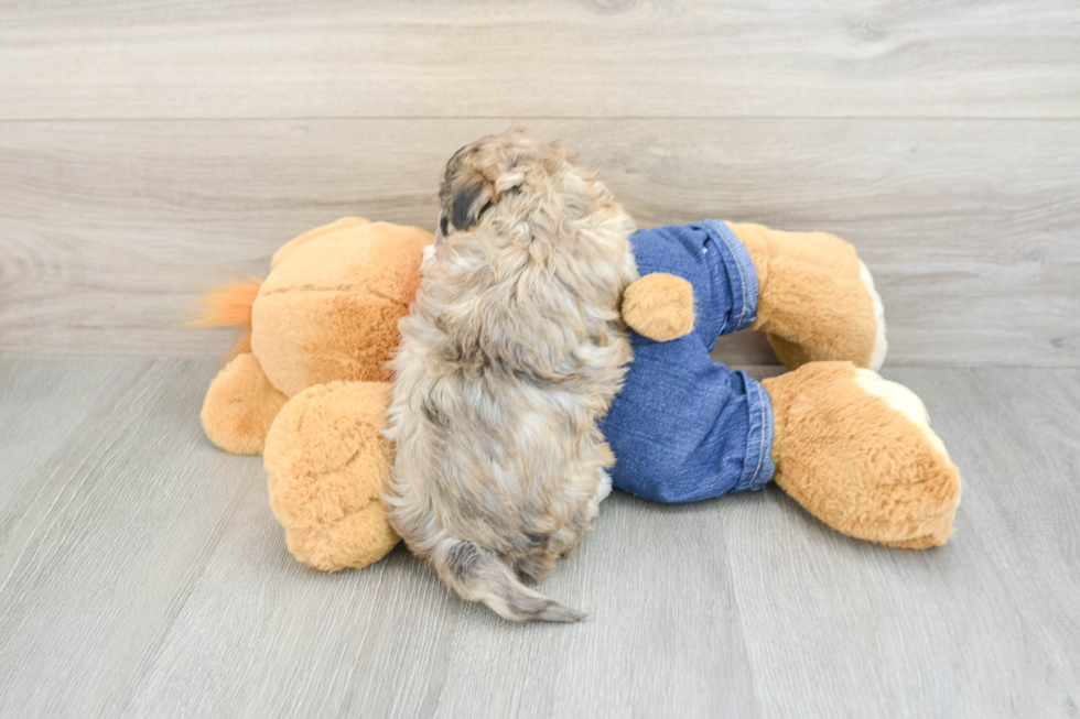 Energetic Havadoodle Poodle Mix Puppy